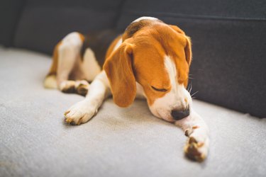 Close-Up Of A Dog Biting its Paw