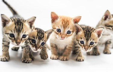 Five cute kittens approaching the camera.