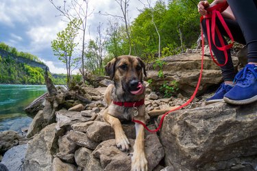 Anatolian Shepherd mix dog on a red leash in a national park