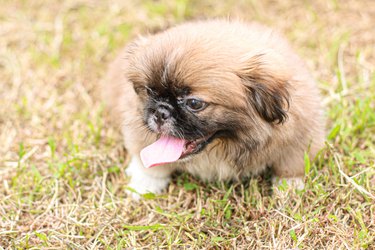 Pekingese dog on green grass