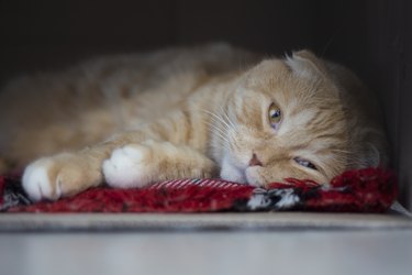 The sad red scottishfold cat lies in a box