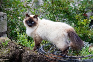 Himalayan siamese cat in the field.