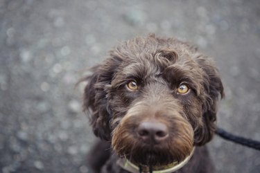 Close-up of a brown labradoodle dog with amber coloured eyes