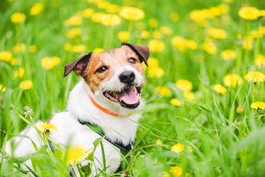 Dog wearing anti pests collar to prevent attacks from parasites during spring season