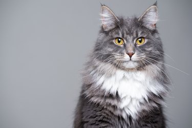 gray maine coon cat