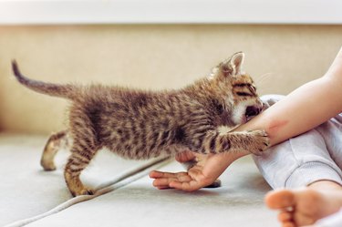 Kitten bites and scratches in a game with a girl