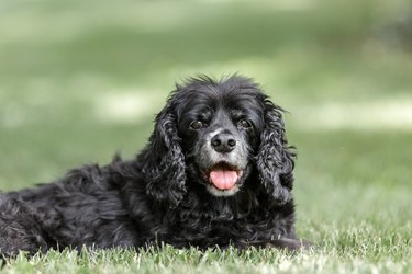 Senior Cocker Spaniel Laying in the Grass