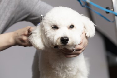 The dog is sheared in the salon to care for the surfaces of animals. Close-up of a bichon dog with a comb. Groomer concept.