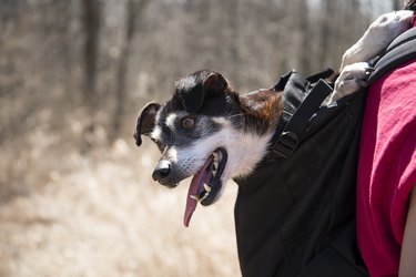 Sam,Close-up of dog being carried in backpack in forest