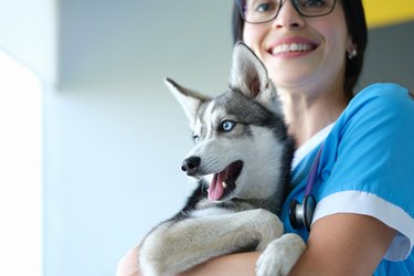 Veterinarian putting bandage on dogs paw after injury, dog pet in vet, ache paw