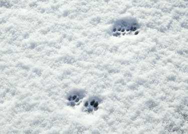 Cat paw prints in snow on sunny day.
