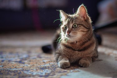 A beautiful bobtail cat lies on the floor at home in the sun