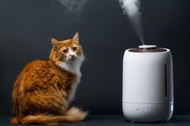 Ginger cat near with air humidifier