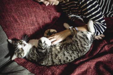 Petting a cat and the cat is happy