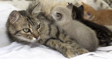 A pretty cat with tabby fur, lying in the yard of a house, nursing three kittens.