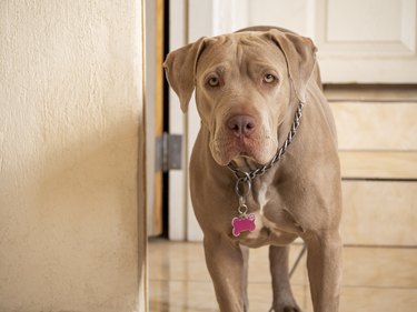 Portrait of a chocolate brown, silver pitbull dog.