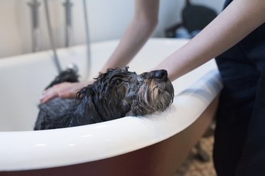 Small black dog being showered in the bath.