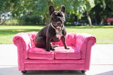 French Bulldog Sits on Small Sofa