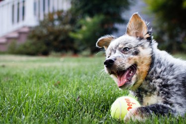 Blue heeler with ball on grass