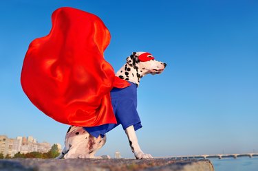 Dalmatian dog wearing superhero costume with a flying cloak