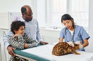 Doctor Palpating Cat In Front Of Owners