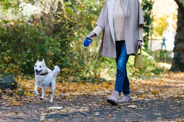 disabled mixed-breed dog in autumn forest