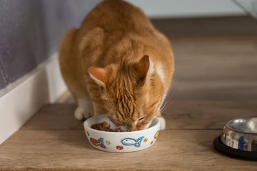 Close-Up Of Ginger Cat Eating Food At Home