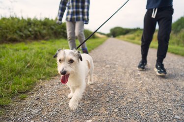 Low angle view of a small dog being walked by his family in a  park