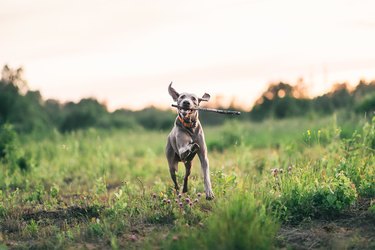 Joyful dog playing with whip while walking on green field