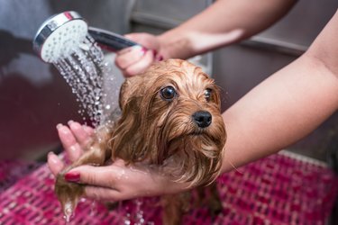 cropped shot of groomer washing small dog in pet salon