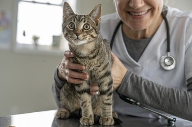 Adult Cat at the Veterinarian