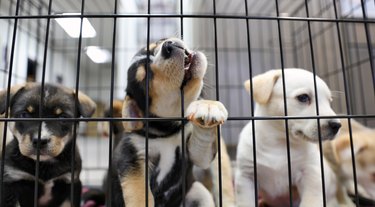 Litter of puppies in animal shelter. Australian Shepherds