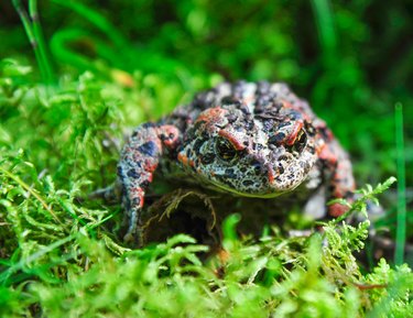 Toad of the Marsh