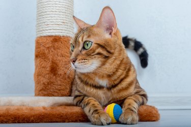 Bengal cat is holding a colorful ball in its paws lying on the floor in the room