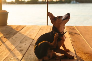 Dog scratching by a lake on a summer day