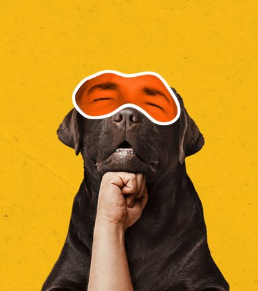 Dreams, delight. Adorable chocolate labrador with male closed eyes expressing positive emotions isolated over yellow background. Magazine style.