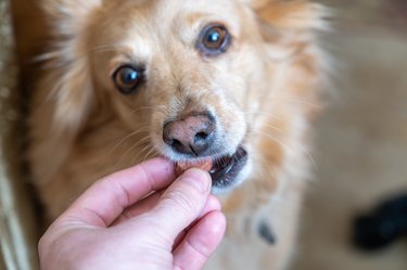A man feeds a chewable tablet to fleas and ticks to his pet. A veterinary drug for oral use. Hand placed in the open mouth of a female mixed breed. Close-up. Selective focus.