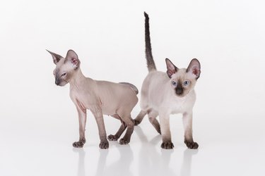Two Peterbald Sphynx Cats Standing on the white table with reflection and white background