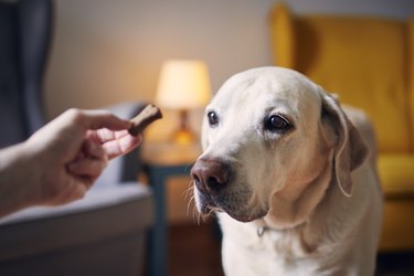 can dogs eat raw pigs ears