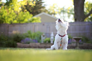 A white dog barking in an outside yard