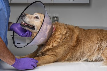 Doctor comforting a dog wearing an E-Collar in veterinary office