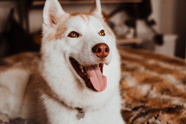 Siberian husky dog looking up and sticking their tongue out.