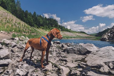 Dog Standing on Stones by Mountain River