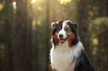 Portrait of dog in forest