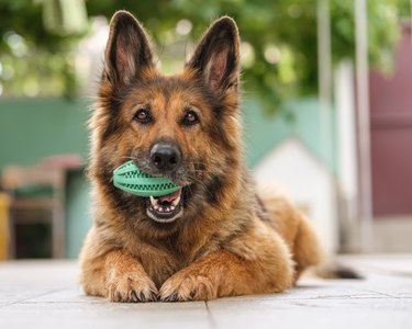 Portrait of a German Shepherd dog lying, holding her toy in a mouth, looking at the camera. Close up.