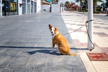 Dog tied to a lamppost while waiting patiently on the street.