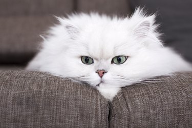 White Persian cats