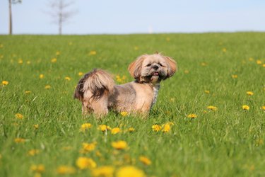a small lhasa apso portrait in a field with dandelions
