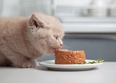 kitten eats canned gourmet pet food