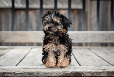 Cute teacup morkie puppy sitting outside on a wooden deck.